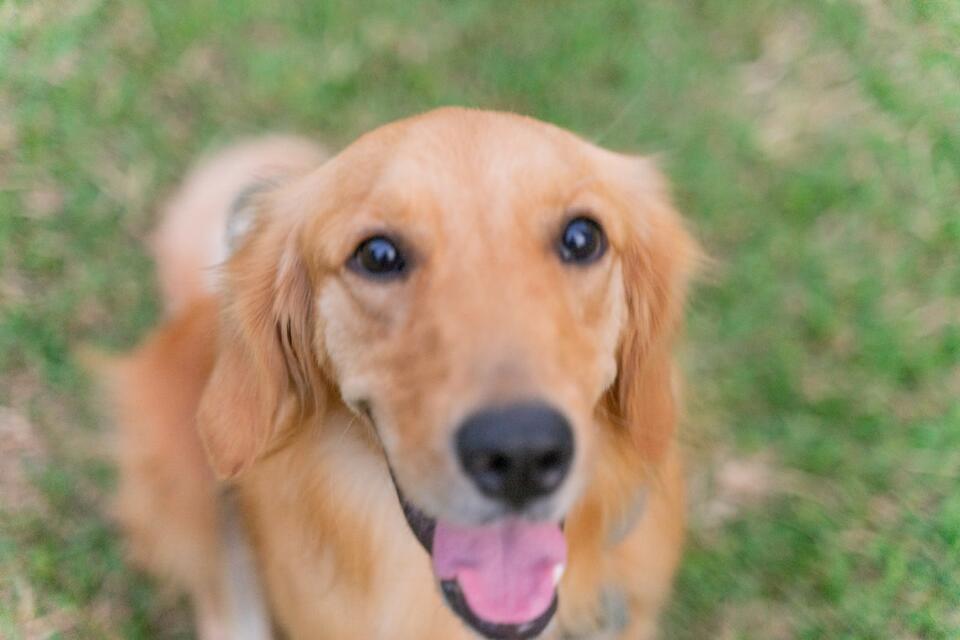 Golden Retriever Donut’s hilarious bedtime hack