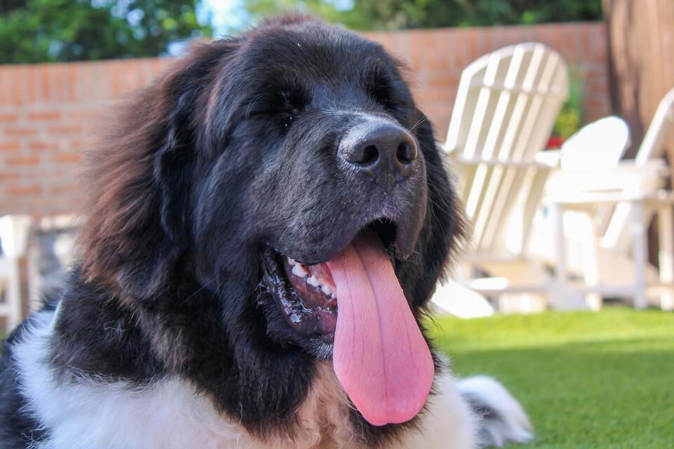 Grandma’s special bond with her Newfoundland