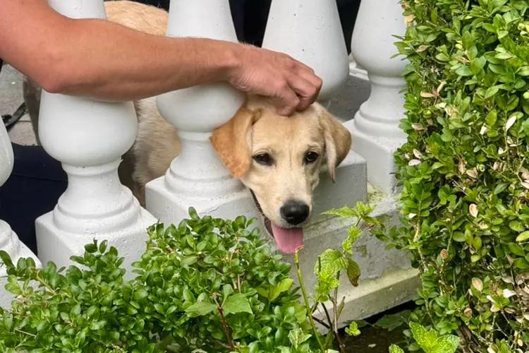 Firefighters save playful pup in Setauket