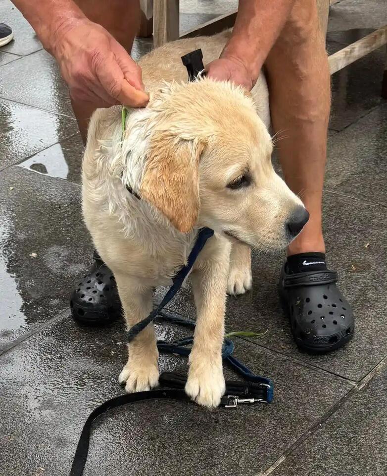 Firefighters save playful pup in Setauket