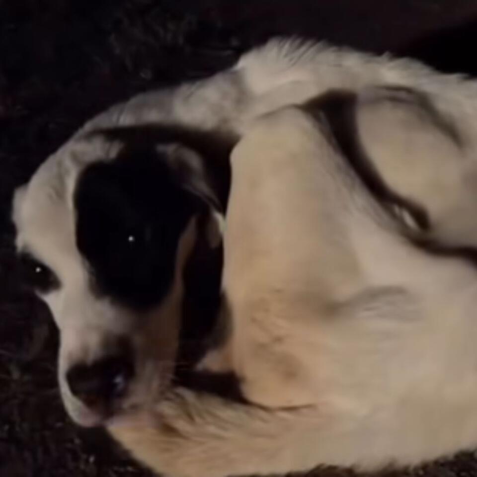 Oregon camper’s roadside rescue leads to new beginnings