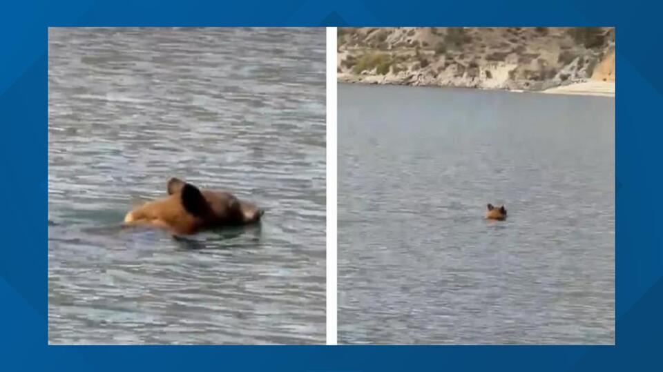 Bear stuns Boise with epic Lucky Peak swim