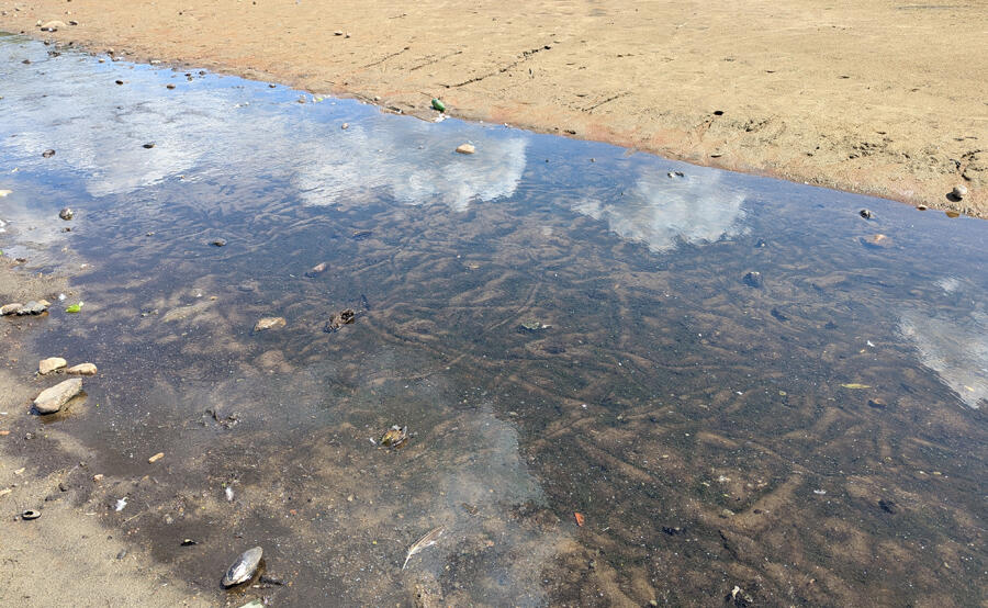 Charles River dries up: Walk across it!