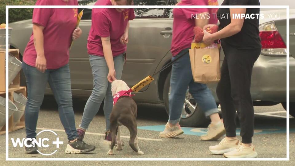 Charlotte pets find new homes in a big way