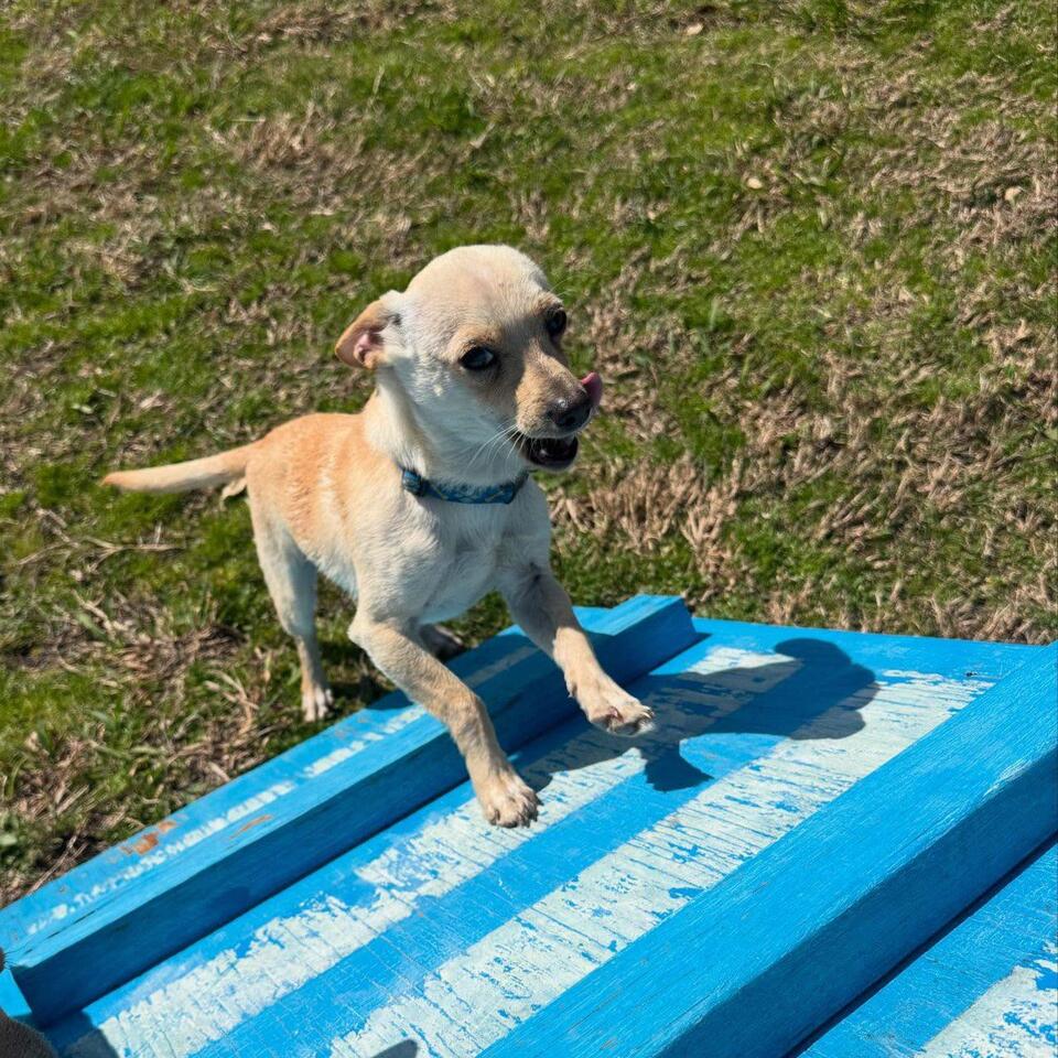 Wilbur’s search for a real home in Dallas