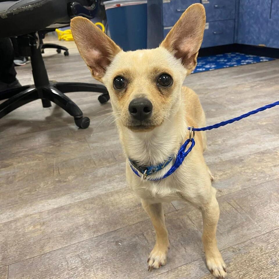 Wilbur’s search for a real home in Dallas