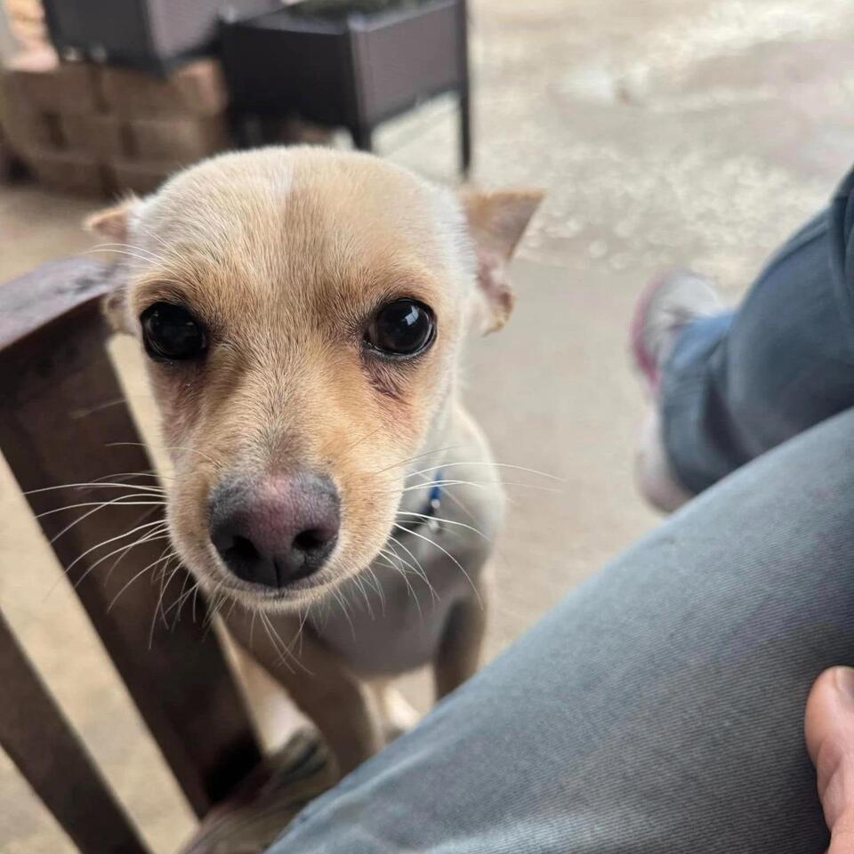 Wilbur’s search for a real home in Dallas