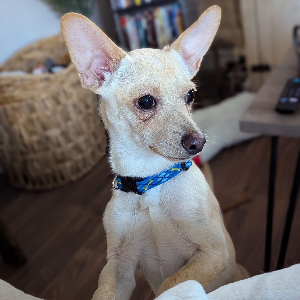 Wilbur’s search for a real home in Dallas