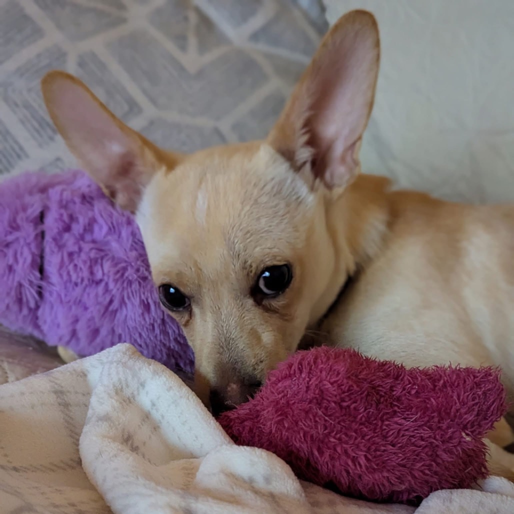 Wilbur’s search for a real home in Dallas