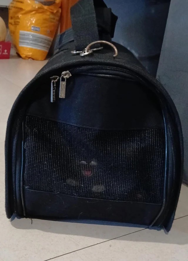 Parents saved a kitten from being run over by cars. This is the blurry photo my brother sent me with zero context.