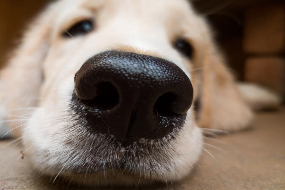 Golden Retriever Throws a Fit Over Airplane Food