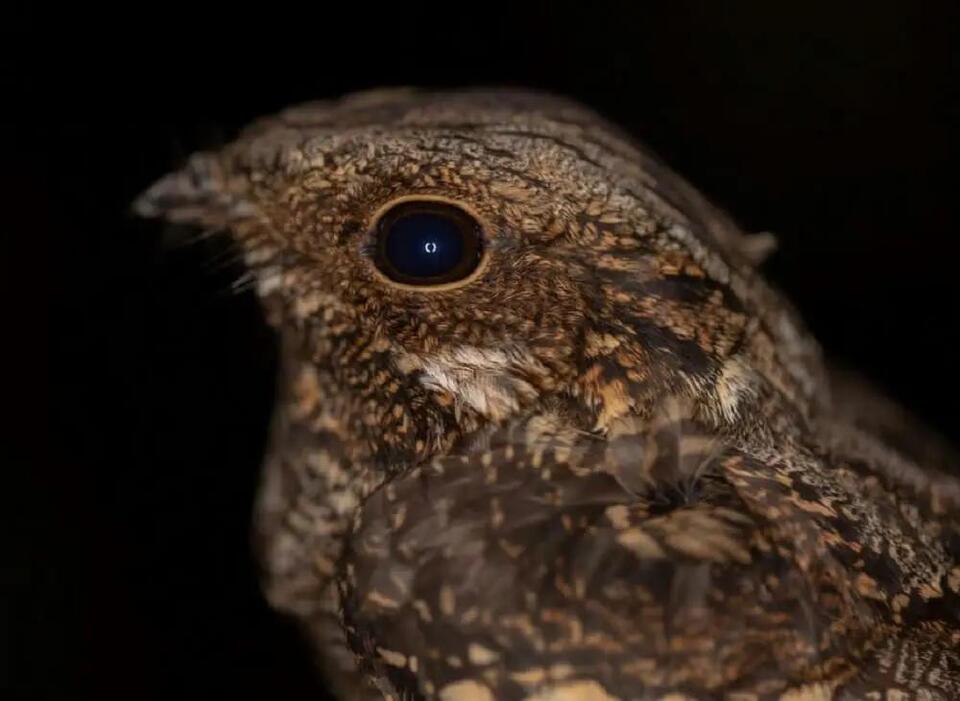 Birdwatchers Are Freaking Out Over This Comeback