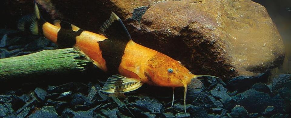Catfish Spotted Climbing Waterfalls?!