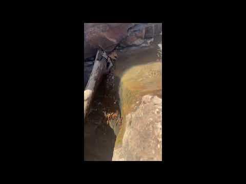 Catfish Spotted Climbing Waterfalls?!