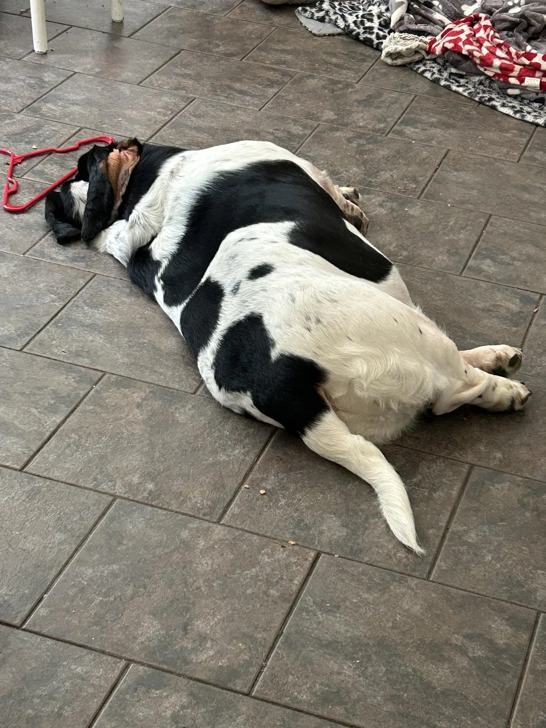 Let’s play “Why is My Basset Mad at Me Today?”