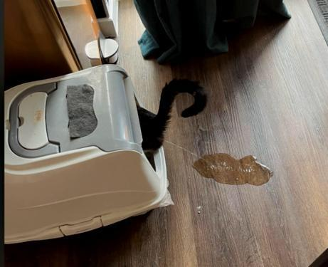 Close enough 😂😸, but not quite the litter box experience.
