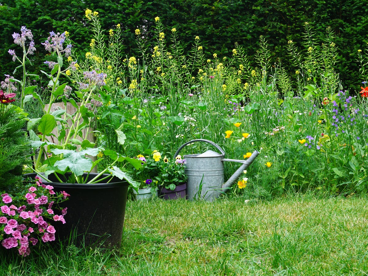 my kids want a wild garden, i want neat rows