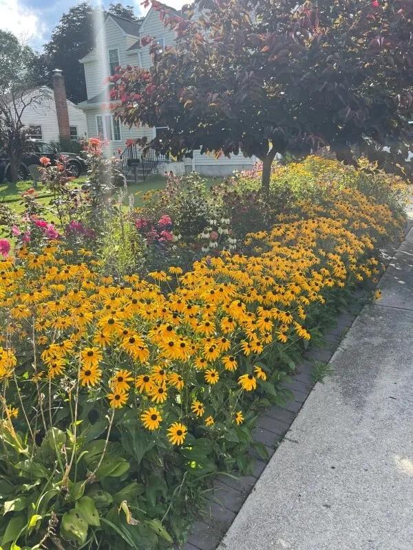 Why native plant yards are taking over neighborhoods