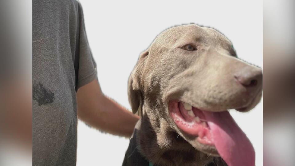 Argyle pet tragedy: 21 dogs lost at local boarding