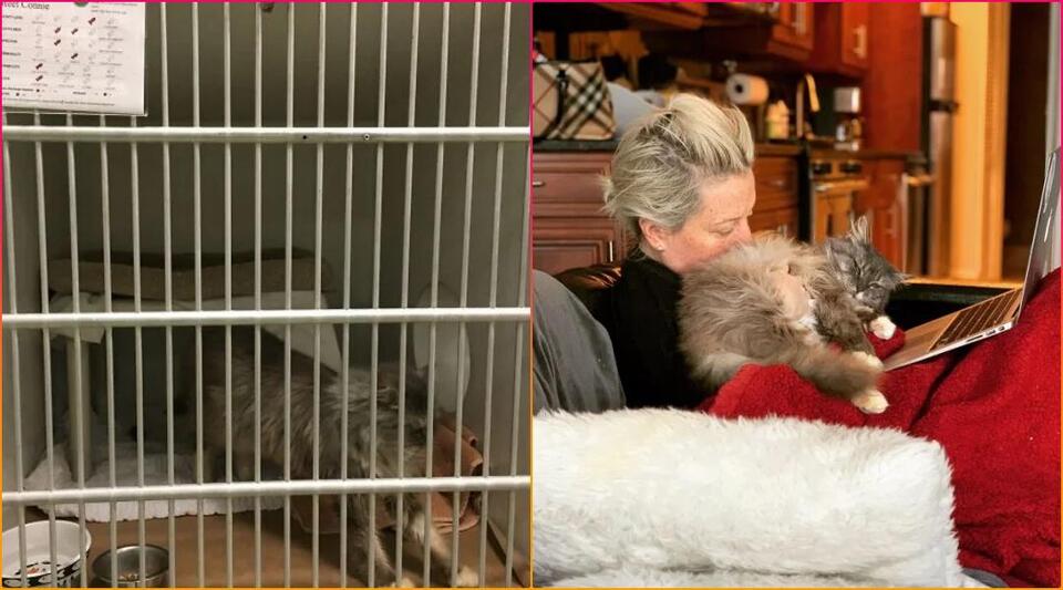 Luna’s rescue: A second chance at love