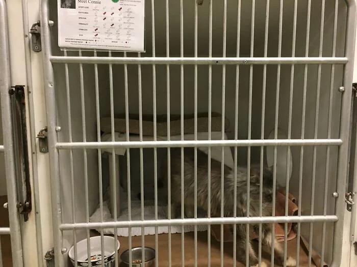 Luna’s rescue: A second chance at love