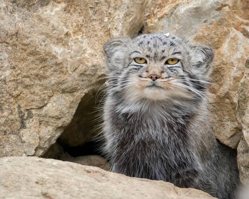 Scientists Just Found a New Wild Cat?!