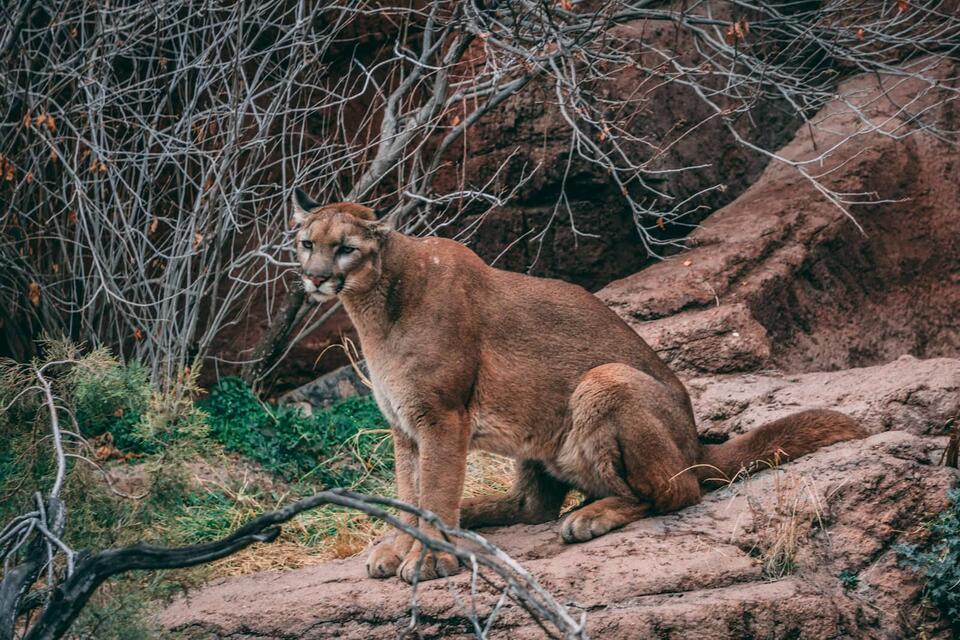 Scientists Just Found a New Wild Cat?!