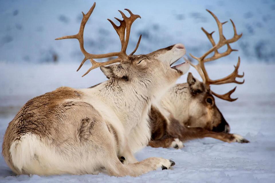 Arctic Meltdown: Reindeer in Trouble!