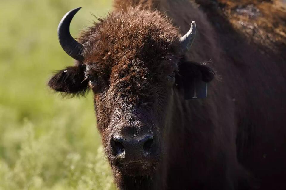 Bison return transforms Indiana’s prairies