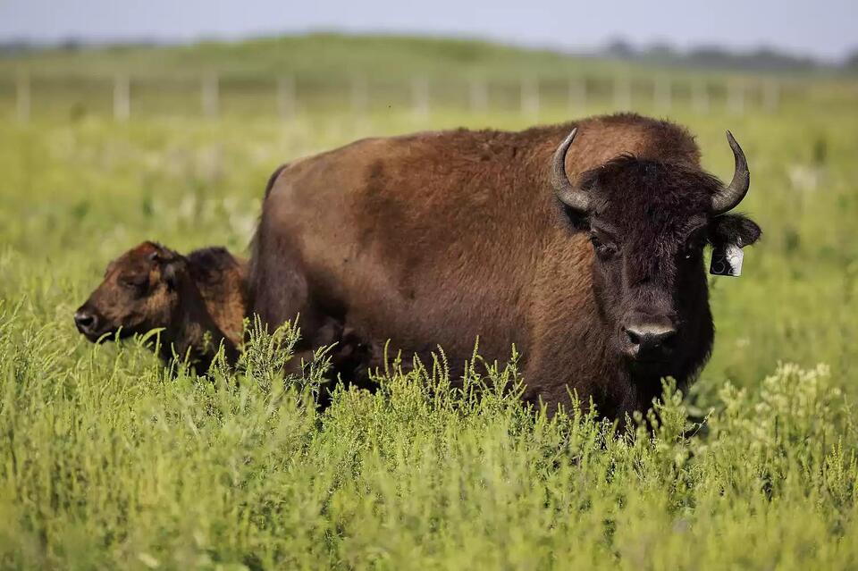 Bison return transforms Indiana’s prairies