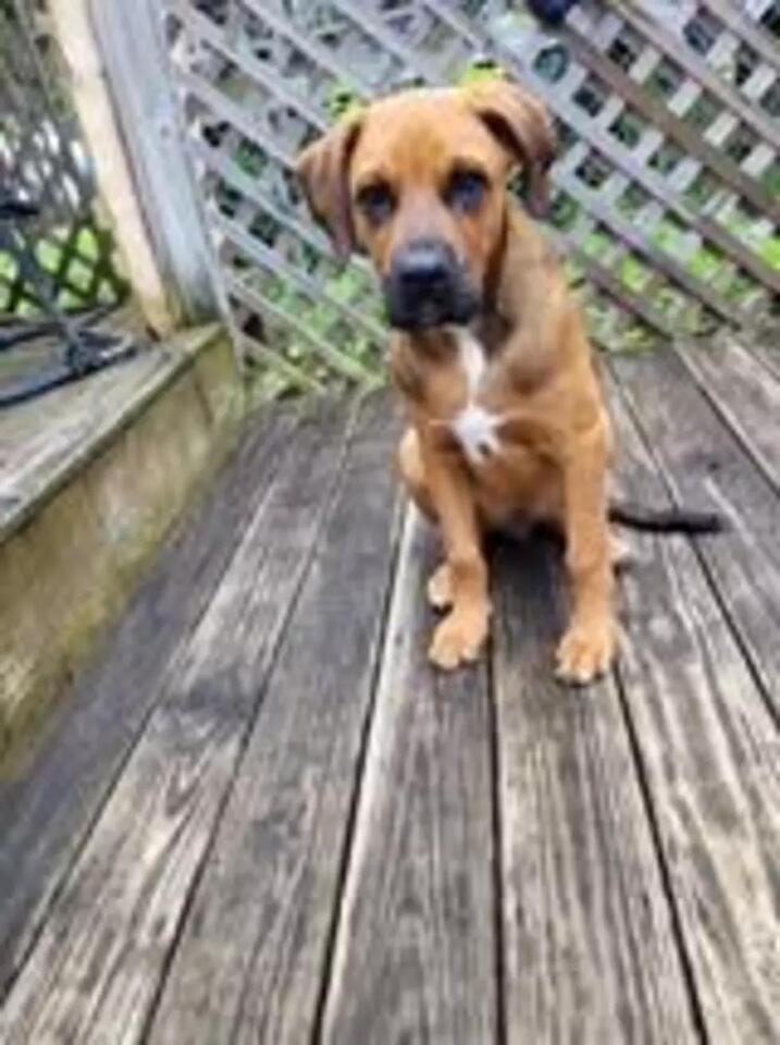 Buffalo’s dogs steal the spotlight!