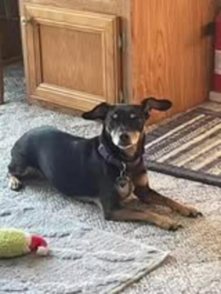 Buffalo’s dogs steal the spotlight!