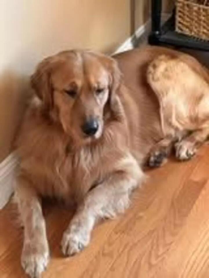 Buffalo’s dogs steal the spotlight!
