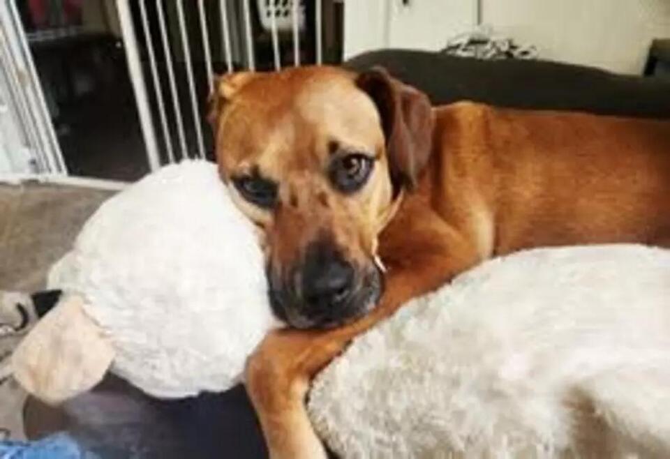 Buffalo’s dogs steal the spotlight!