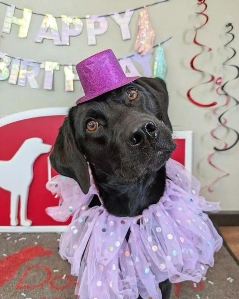 Buffalo’s dogs steal the spotlight!