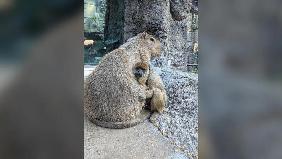 Denver Zoo’s cutest animal friendship yet