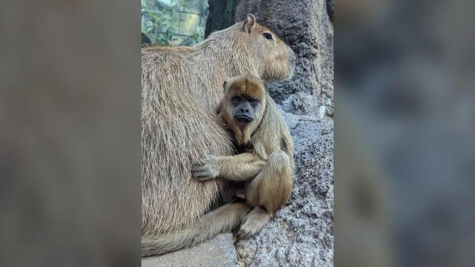 Denver Zoo’s cutest animal friendship yet