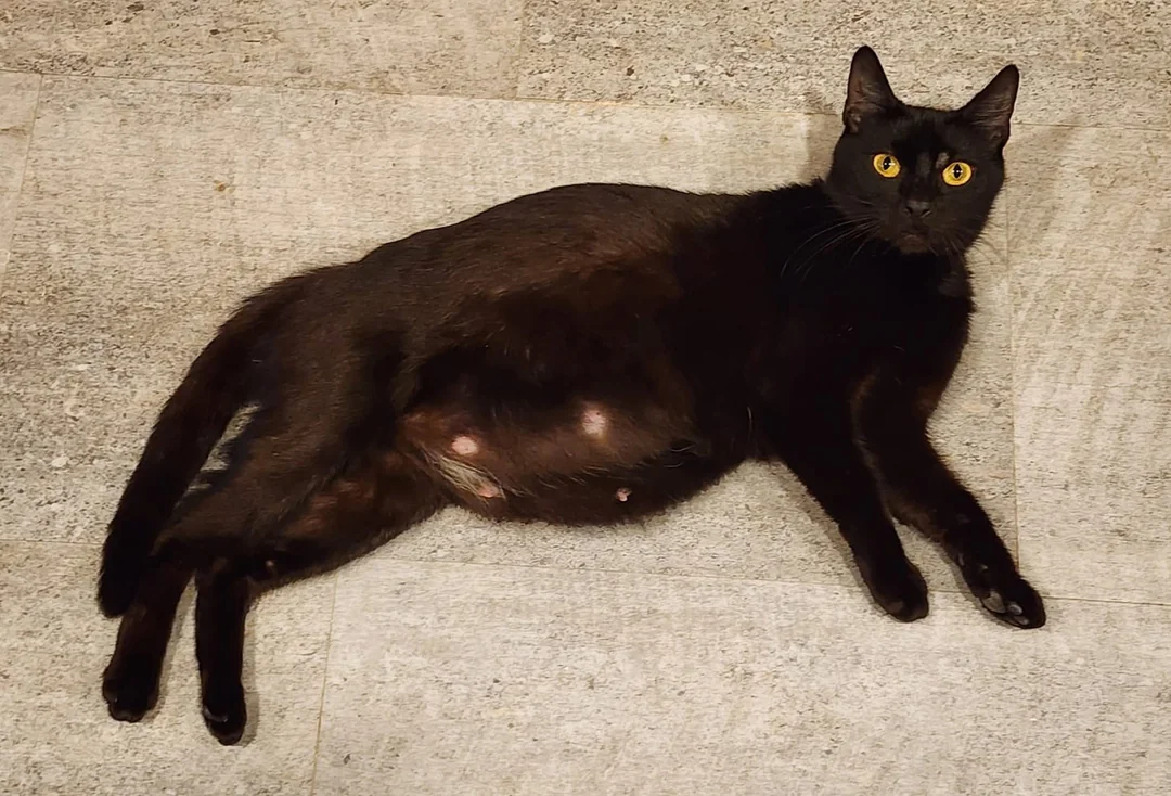 One year ago someone took in a pregnant stray—next day she had four perfect black kittens, and the girl kept them all 🖤