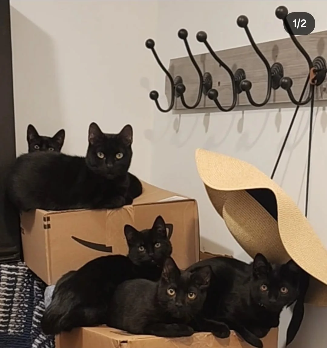 One year ago someone took in a pregnant stray—next day she had four perfect black kittens, and the girl kept them all 🖤