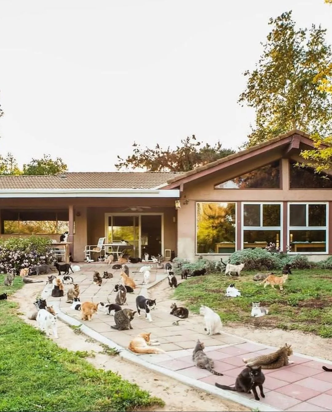 a woman took in a thousand cats and gave them her entire house