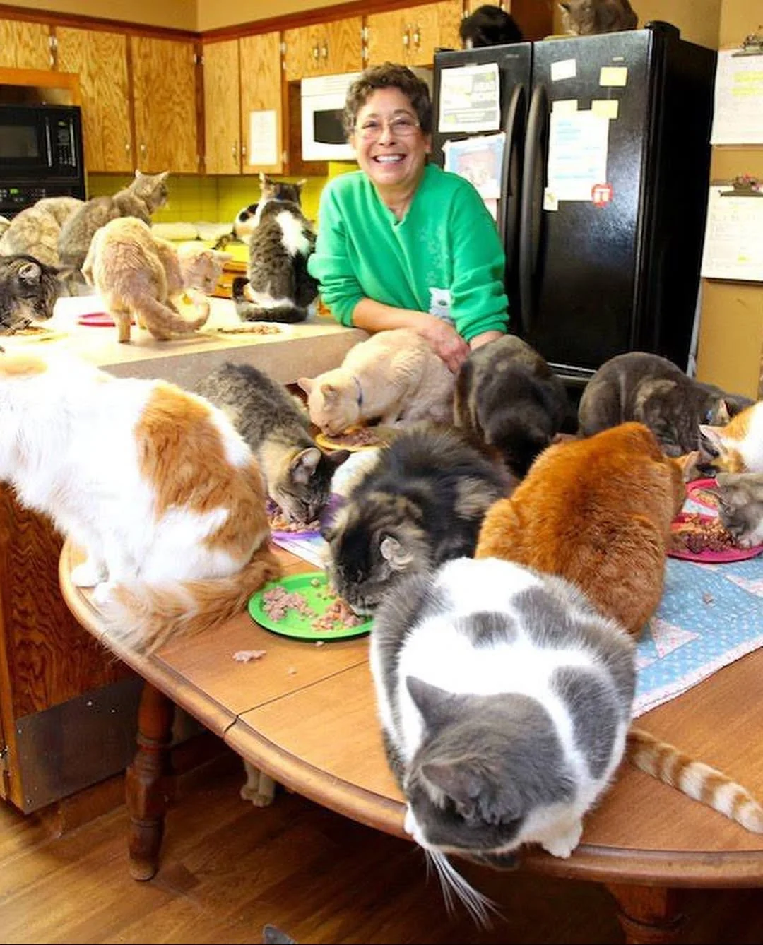 a woman took in a thousand cats and gave them her entire house