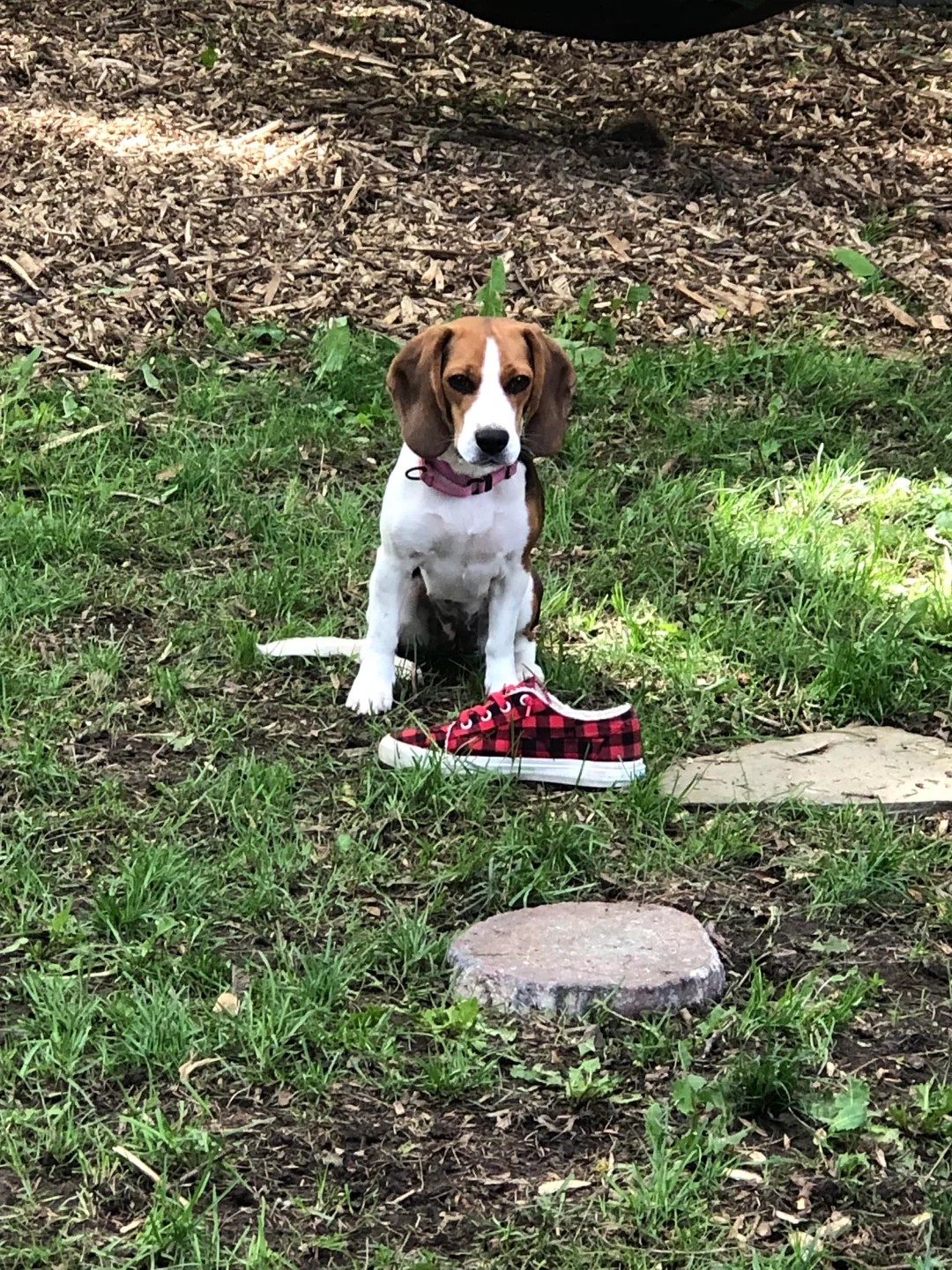 Beagle, neighbors poor garbage habits and wasps. We almost lost our girl today.