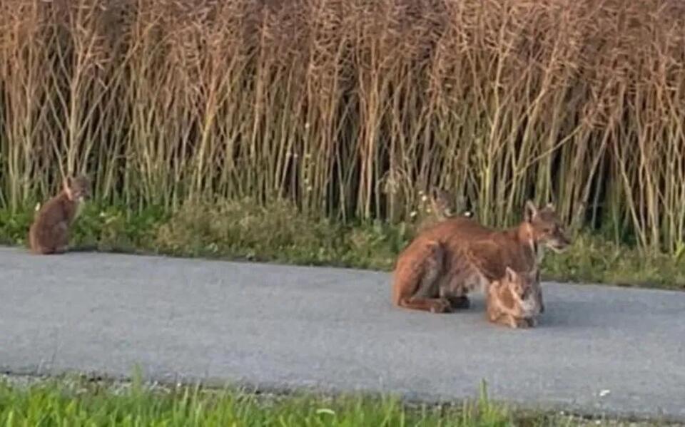 Rare lynx family spotted near Tallinn