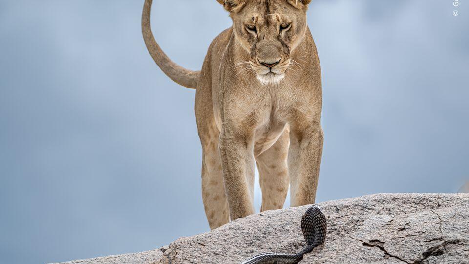Wildlife Photo Drama: Lioness vs Cobra 🐍