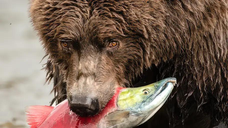 Alaska’s wild side: Where every meal is earned