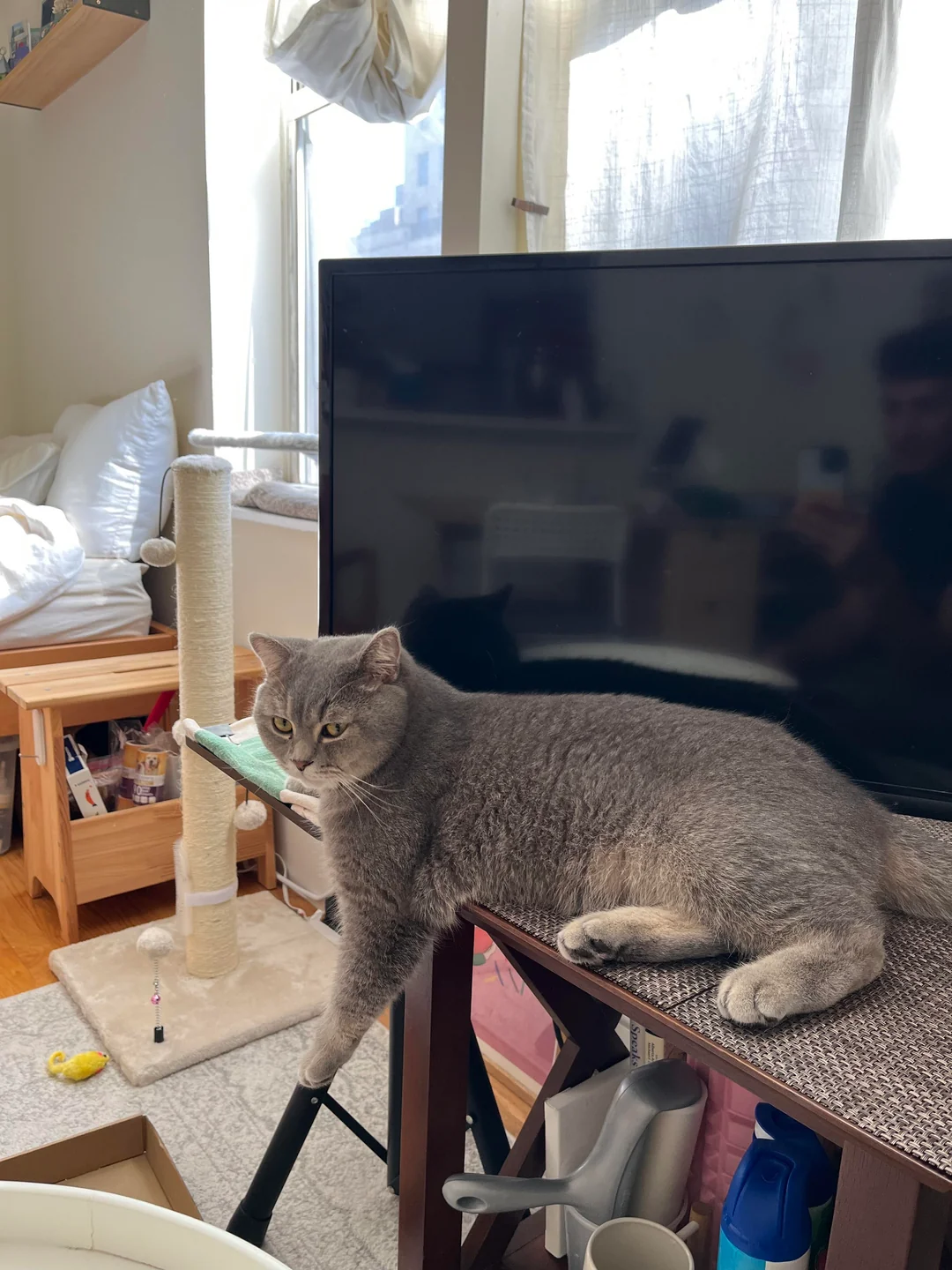 From Shy to CEO in 24 Hours 🐱💼