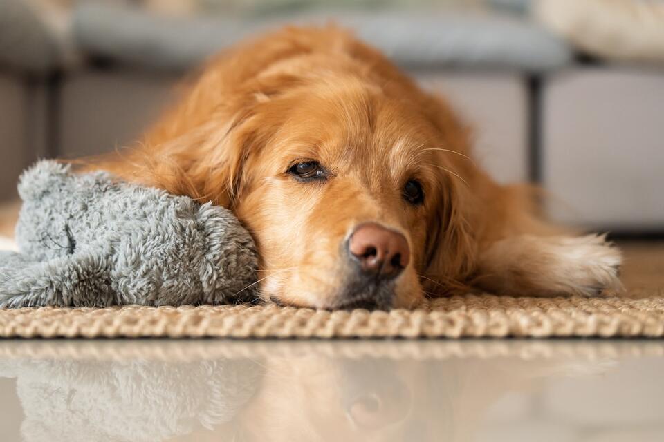 Golden Retriever Busted for Snack Theft!