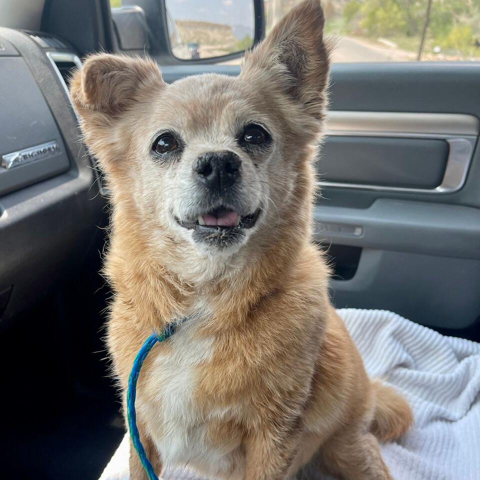 Utah couple’s quick thinking saves a pup