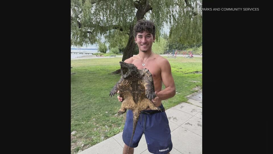 Massive snapping turtle found at Juanita Beach
