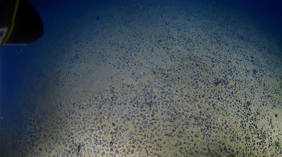 Deep-Sea Creatures Move Strange. So Do I